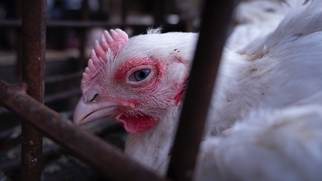 sick chicken sitting in a cage. What is Marek's Disease. 