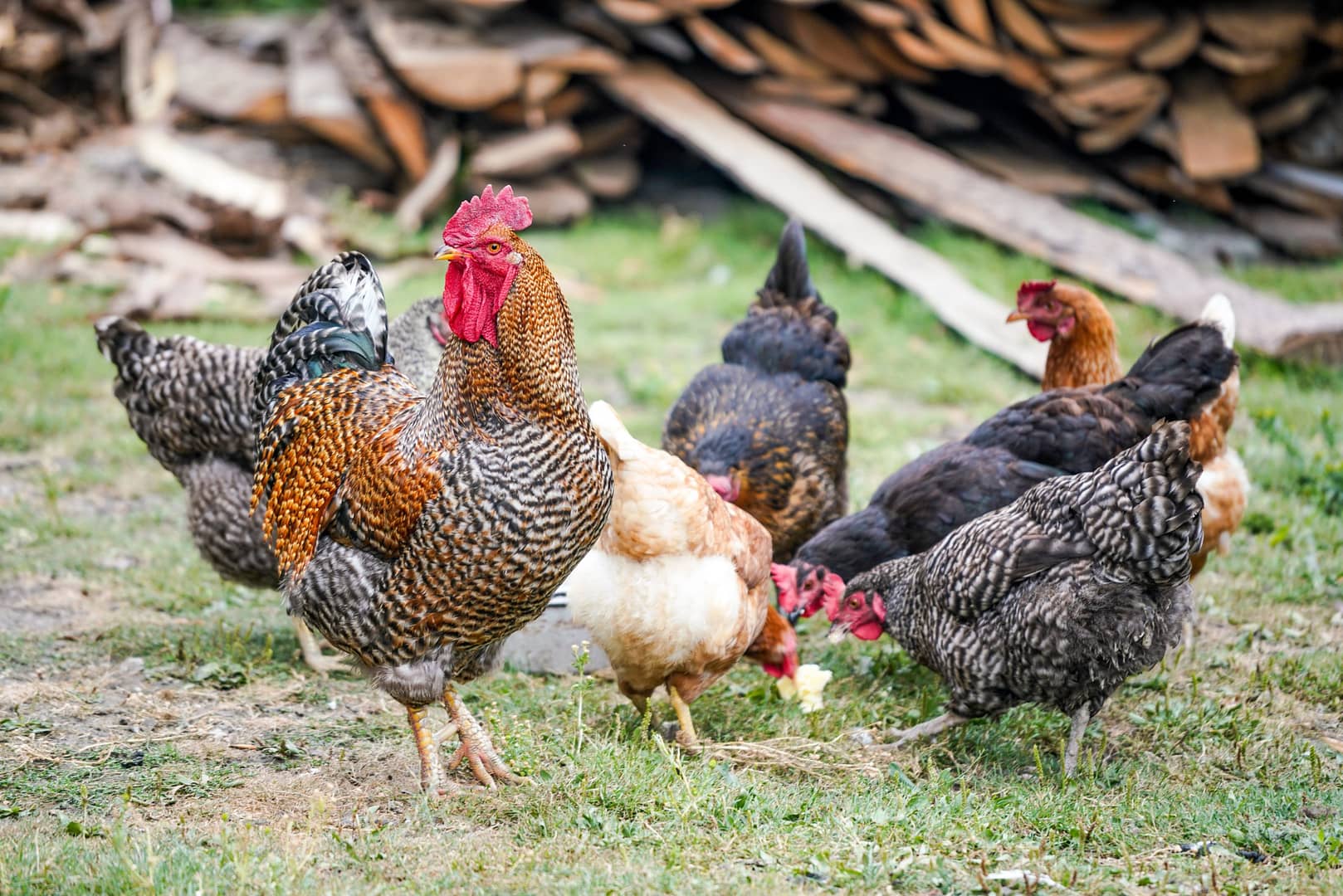 Raising backyard Chickens