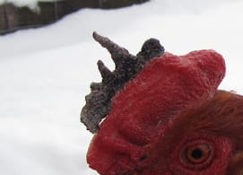 Chickens and frostbite