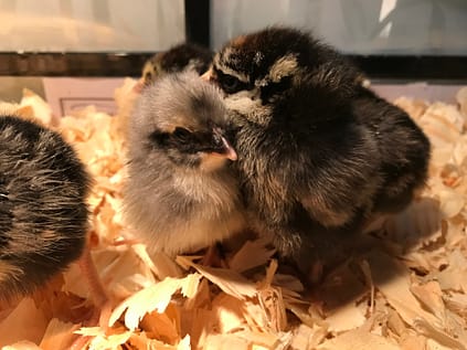 Two chicks huddling together