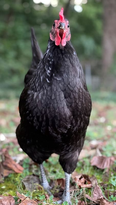 Black Australorp